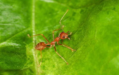 ant
