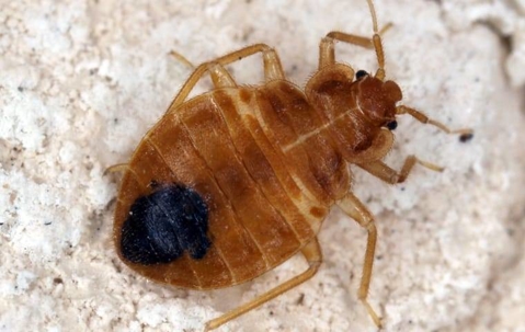 bed bug