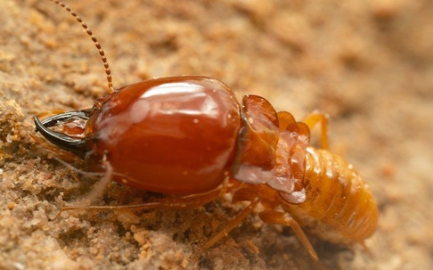 termite