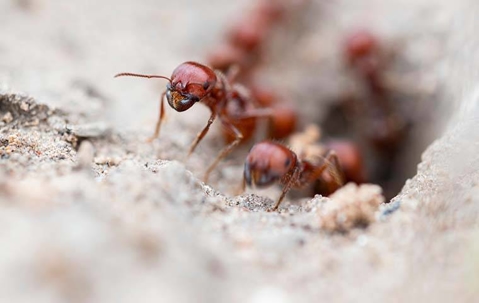 ants