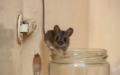 mouse