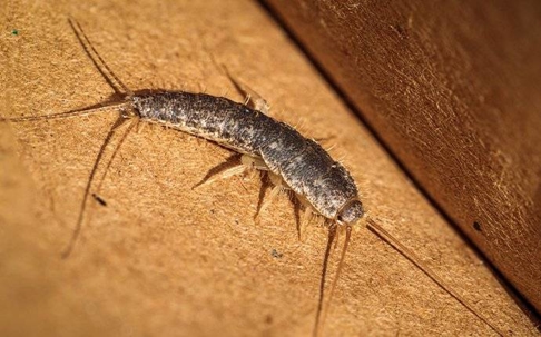 silverfish