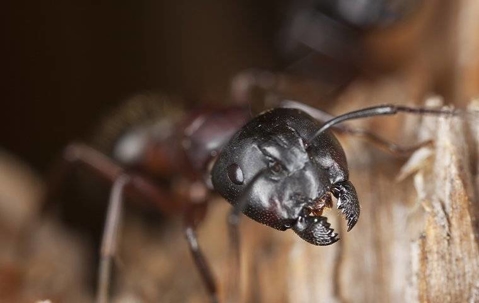 carpenter ants