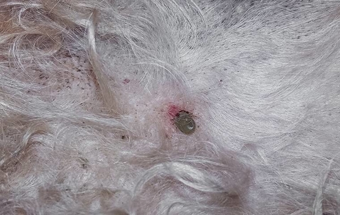 tick on dog
