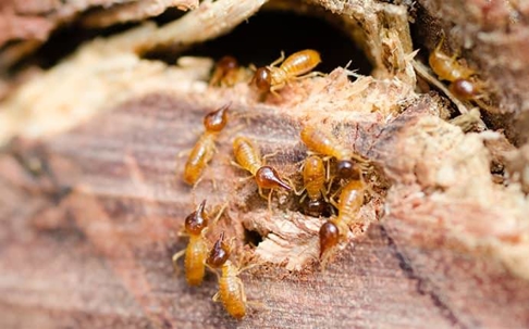 termites