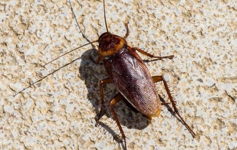 cockroach