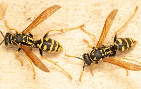 wasps
