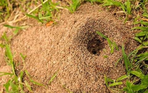 ants