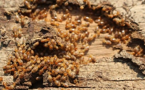 termites