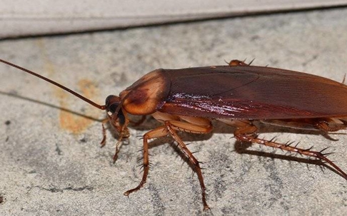 cockroach
