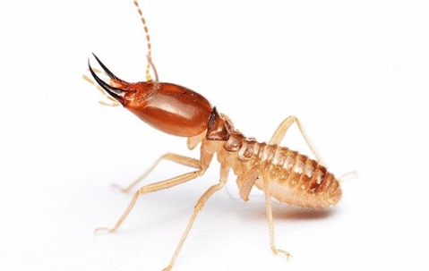 termite