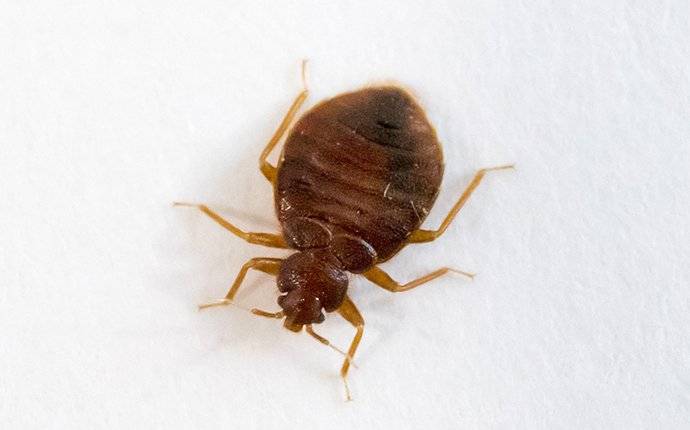 Bed Bug Crawling 