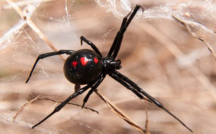 Black Widow Spider