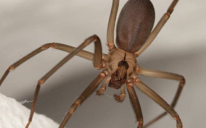 Brown Recluse Spider Hanging