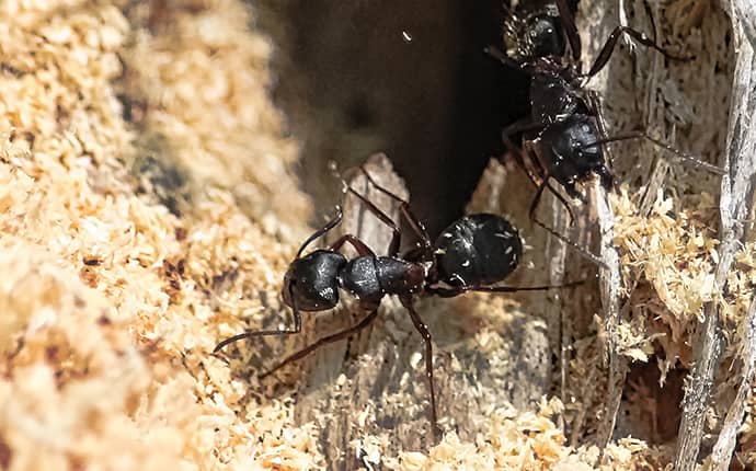 Carpenter Ants