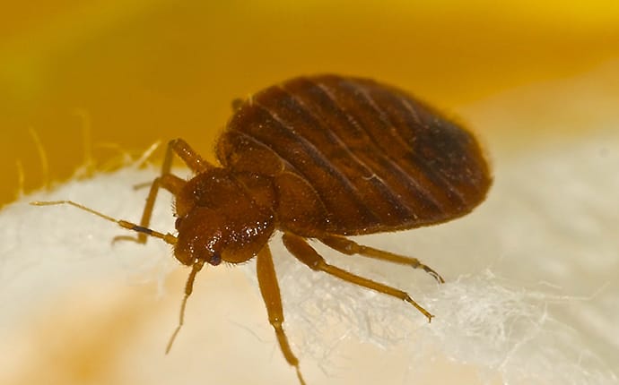 Closeup of a Bedbug