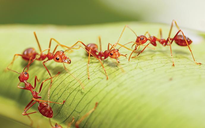  Fire Ants on a leaf