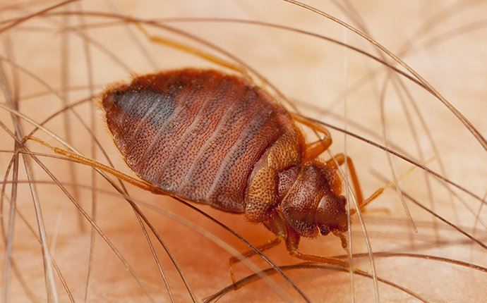 Bed Bug on Hair