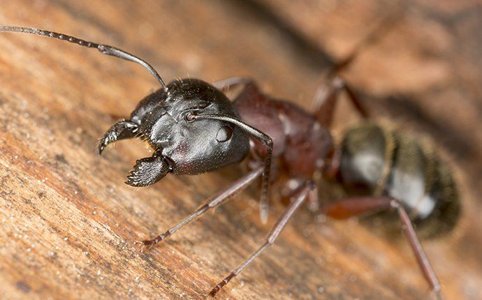 Carpenter Ant