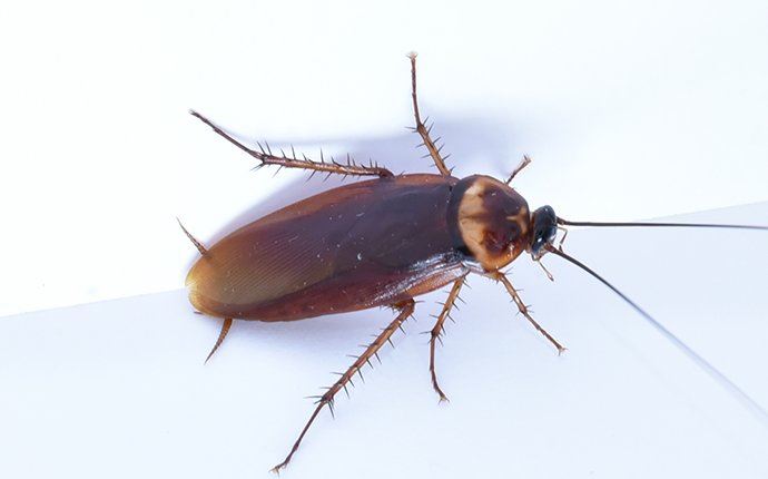 Cockroach