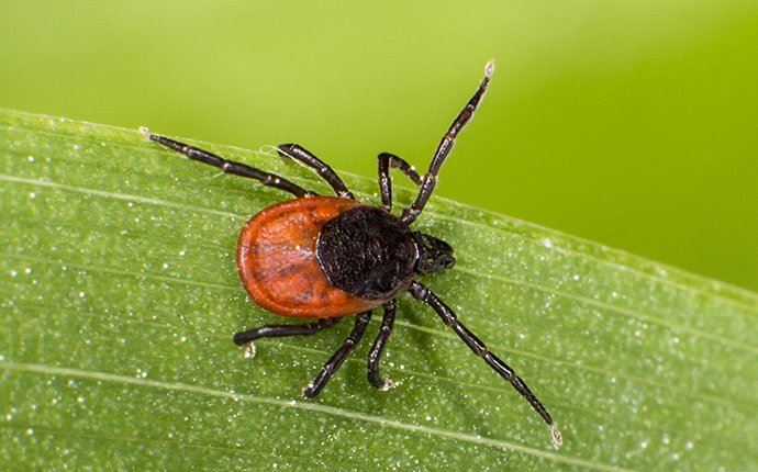 Tick on a leaf