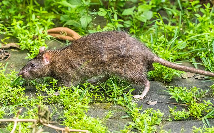 Rat on Grass