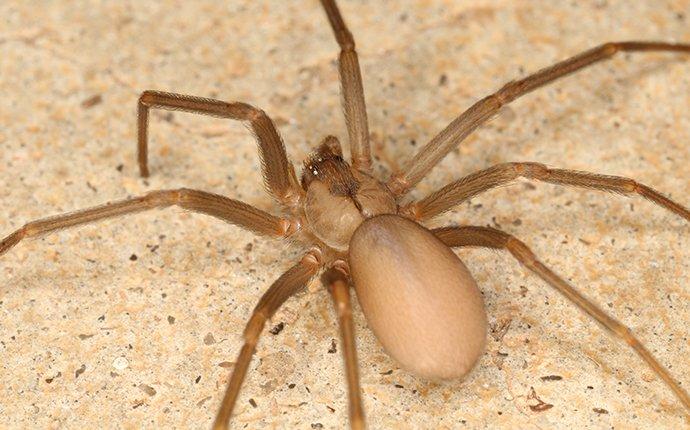 Large Brown Spider