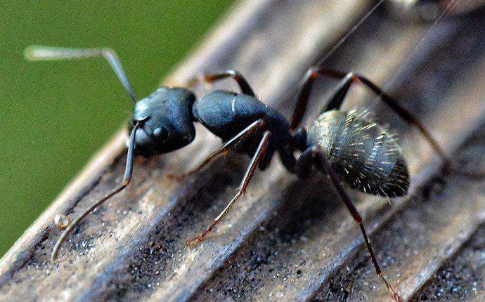 Carpenter Ant