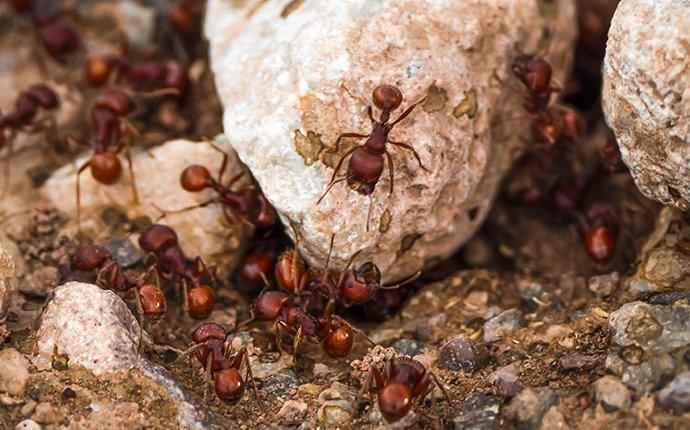 Fire Ants Crawling on Rocks