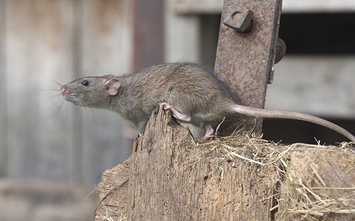 Rat on Wood