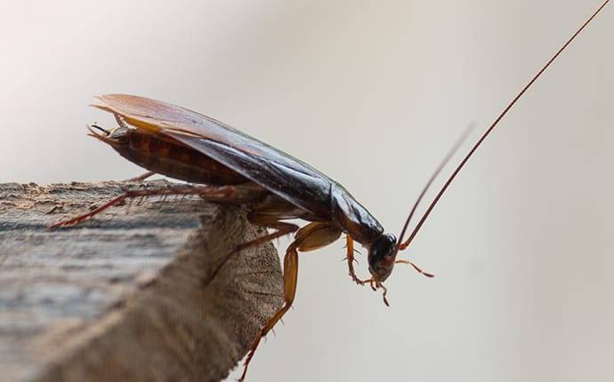 Cockroach In Home