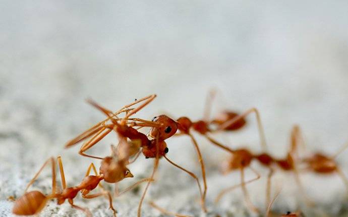 Fire Ants Crawling 