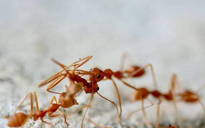 Fire Ants Crawling On An Anthill