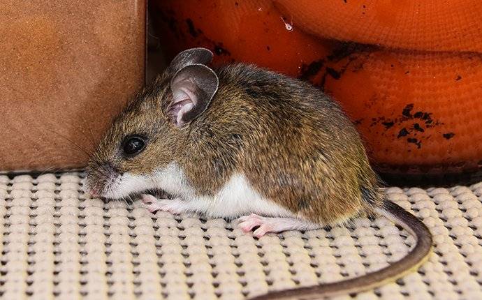 House Mouse Eating Food In Pantry