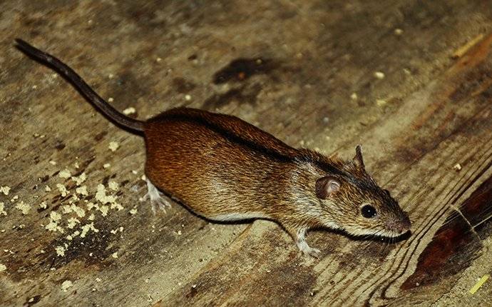 House Mouse In Basement