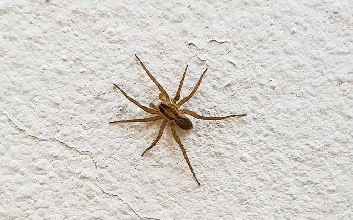 Spider On Wall
