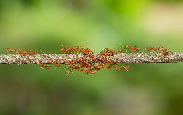 fire ants on twig