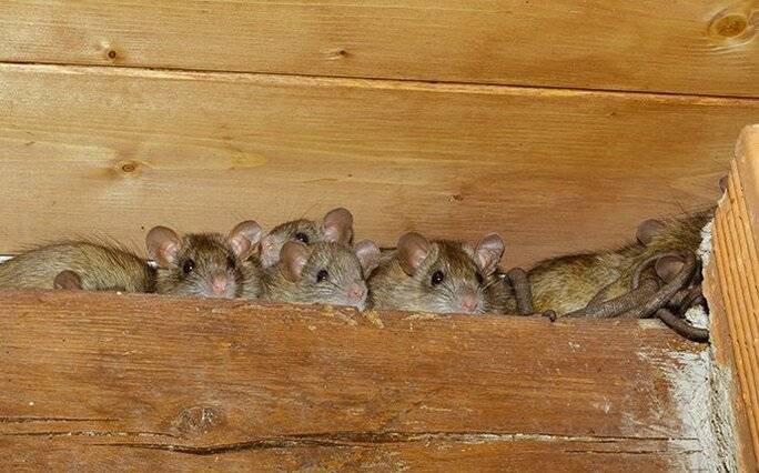 Family of Rats in the Attic