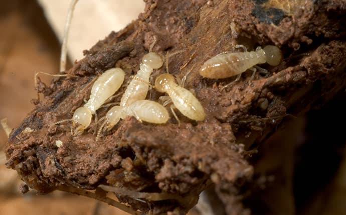 Termites