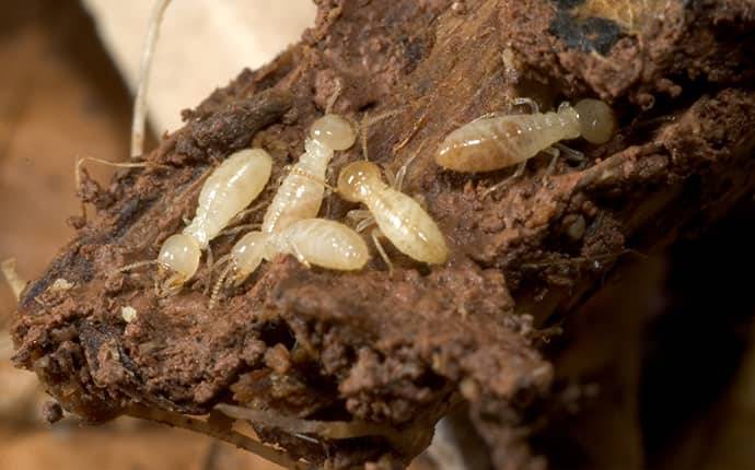 Termites 