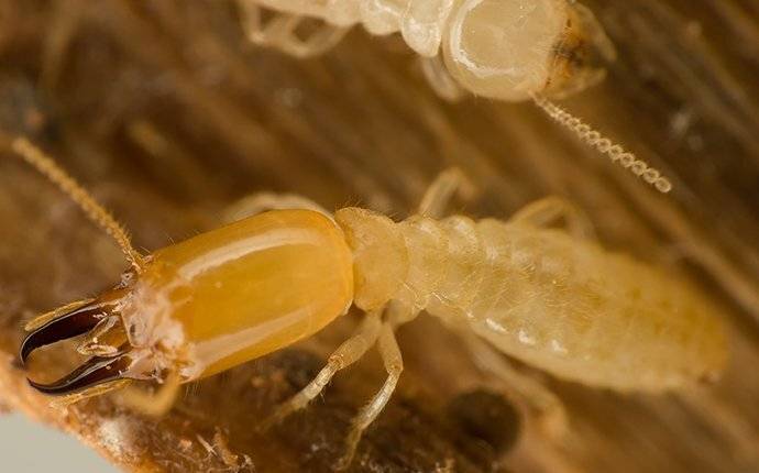 Termite Closeup on Wood