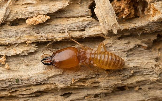 Termite Damaging Wood