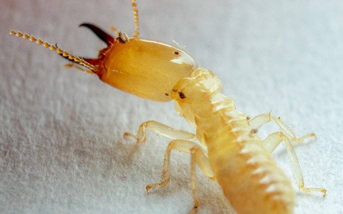 Termite