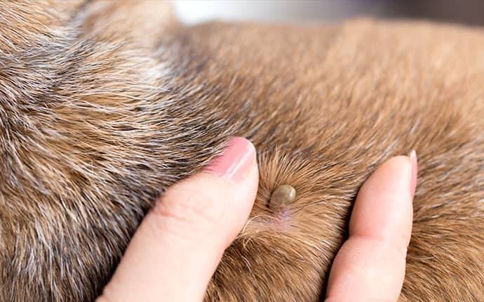 Tick Embedded In A Dog